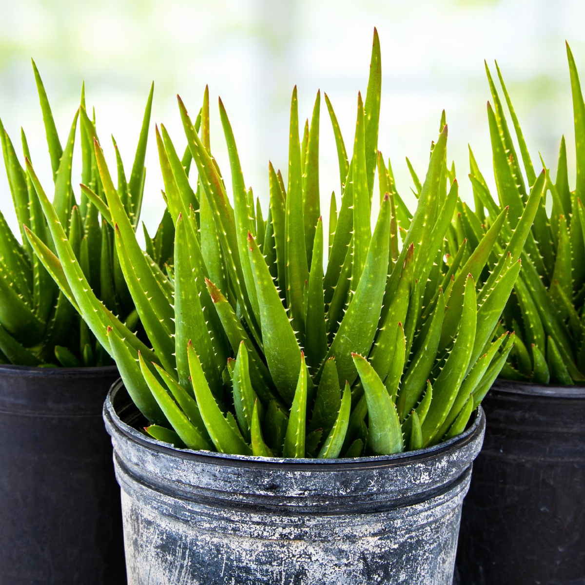 Three potted Aloe &#39;Crosby&#39;s Prolific&#39; Hybrid Succulent aloe plant on a wooden surface with a blurred background