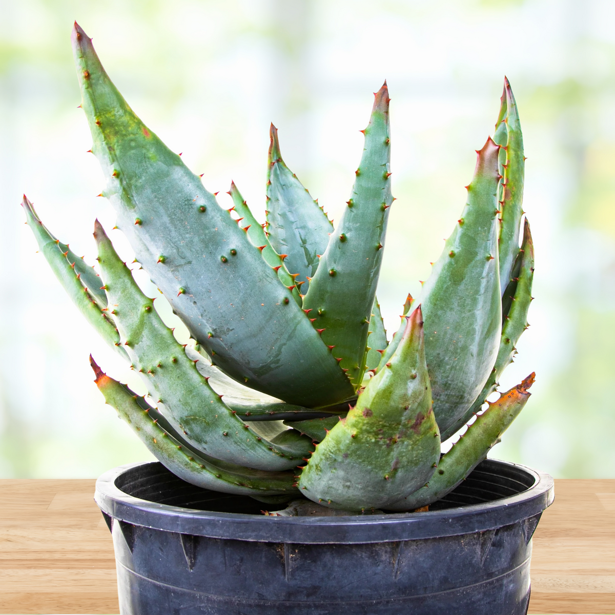 Potted cape aloe, Aloe ferox succulent plant on a wooden surface with a blurred background