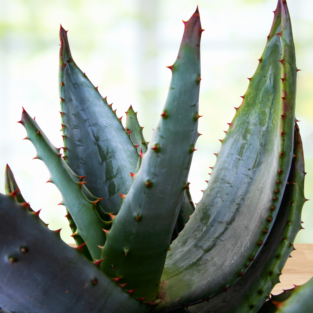 Close up of a potted cape aloe, Aloe ferox succulent plant on a wooden surface with a blurred background