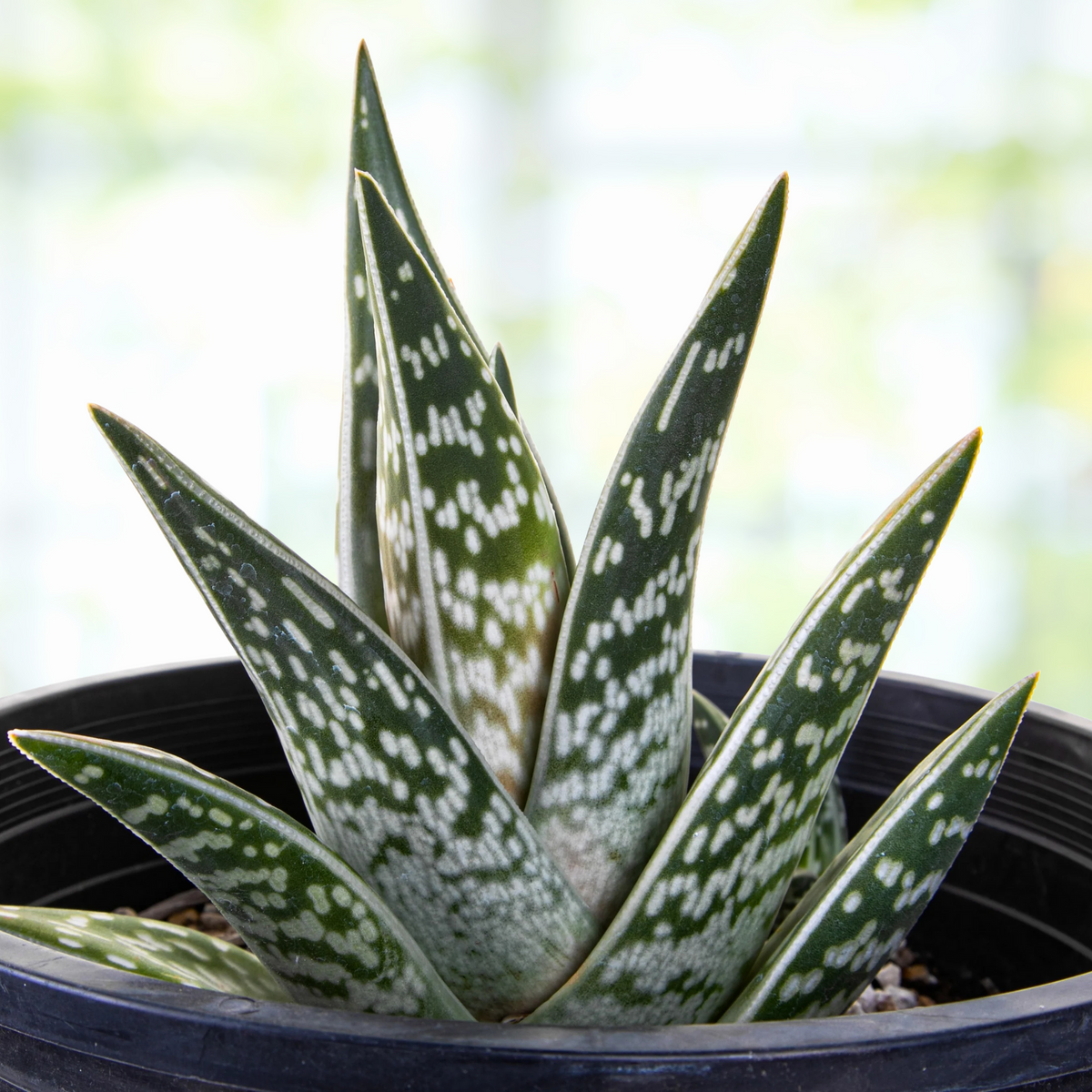 Potted aloe plant with green and white leaves, Aloe variegata Partridge Breast Aloe Tiger on a wooden table
