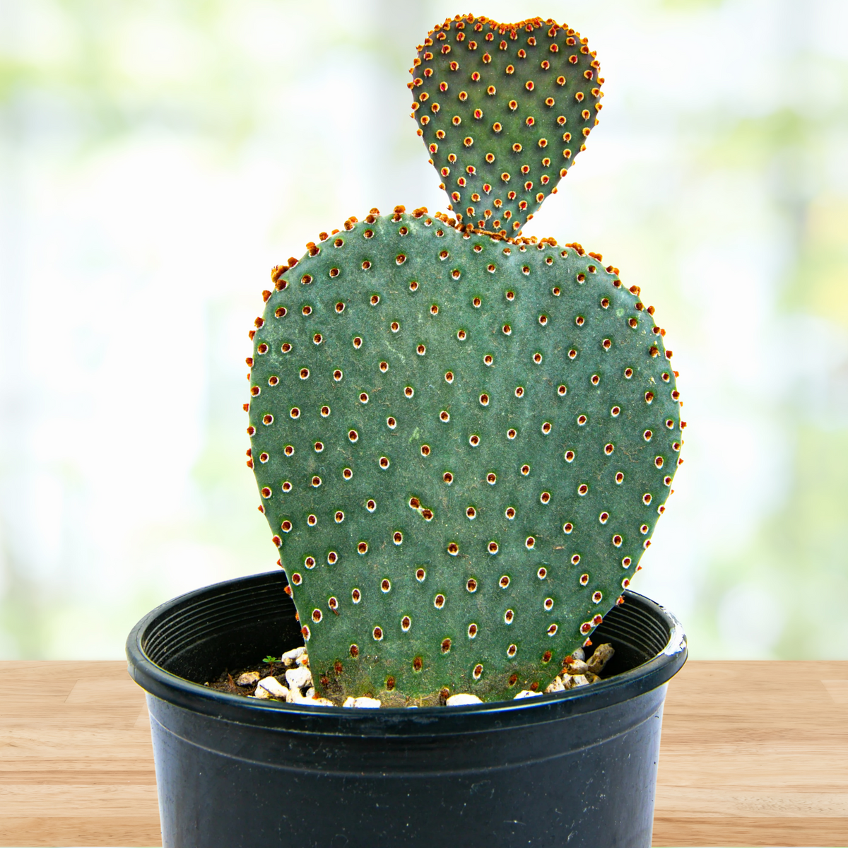 Potted Opuntia basilaris,  Beavertail Prickly Pear Cactus on a wooden table