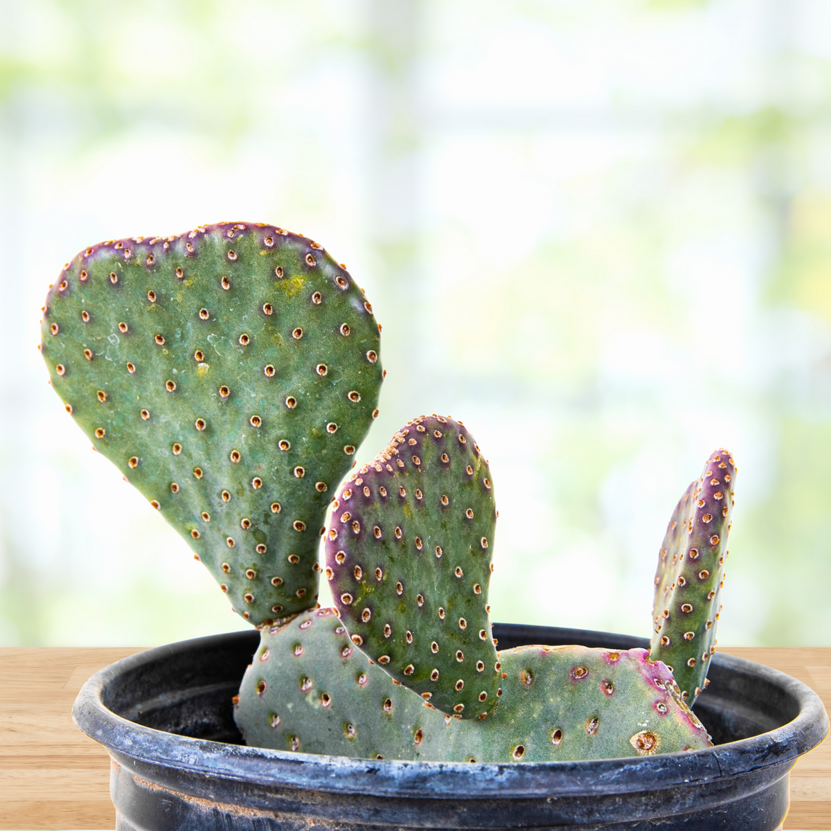 Potted Opuntia basilaris,  Beavertail Prickly Pear Cactus on a wooden table