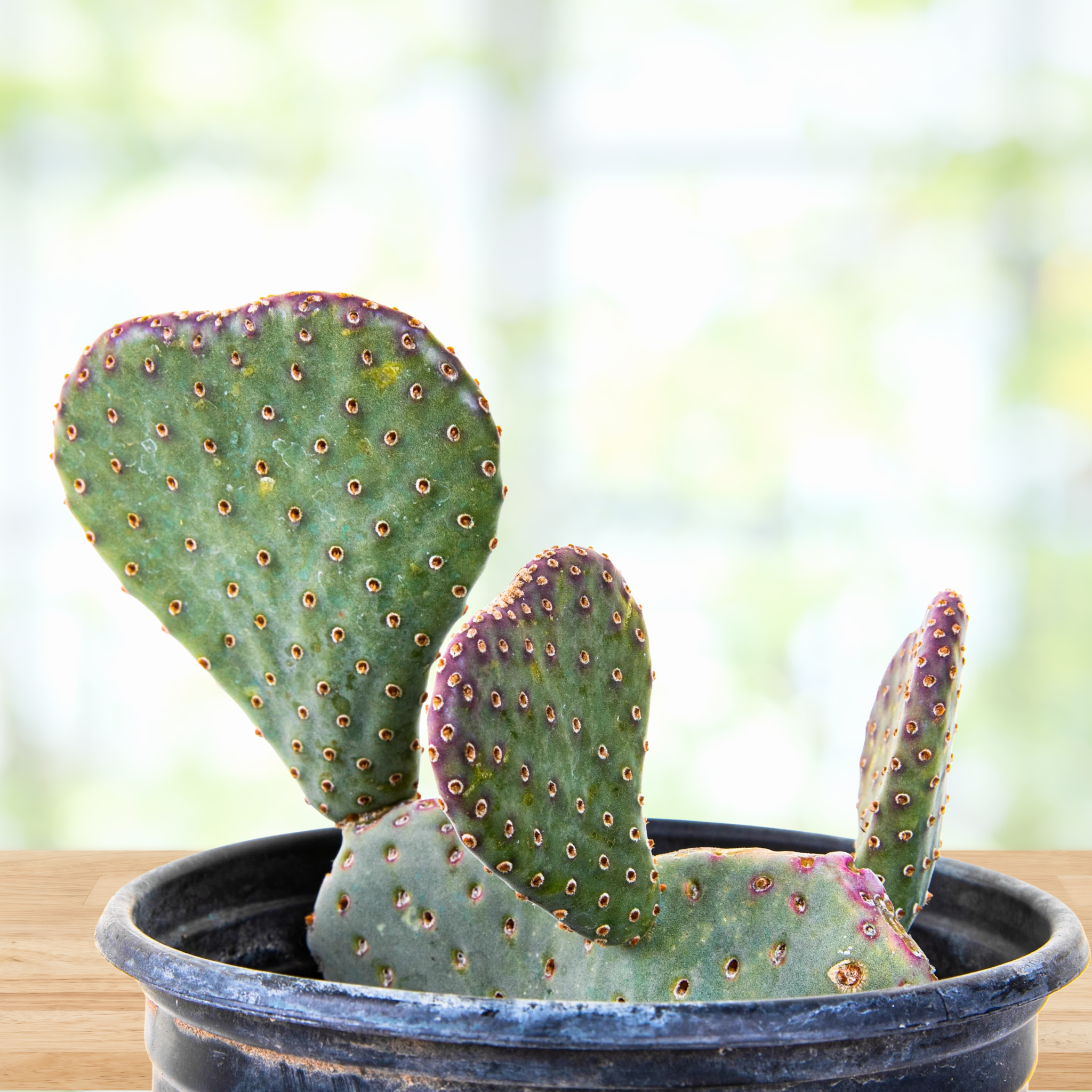 eastern prickly pear cactus for sale near me Beavertail Prickly Pear