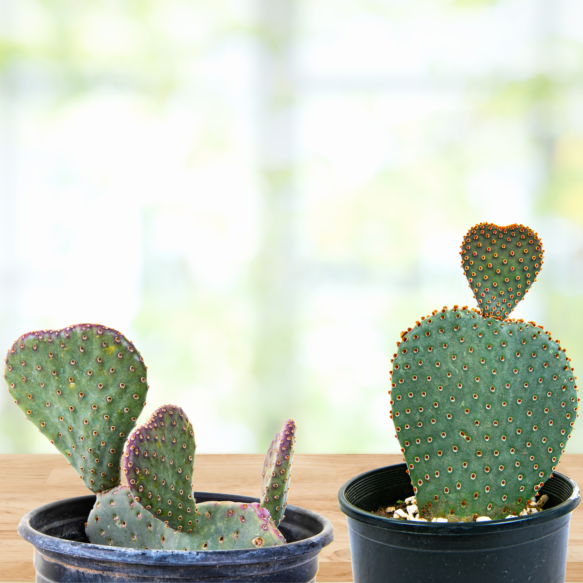 mini prickly pear cactus Beavertail Prickly Pear
