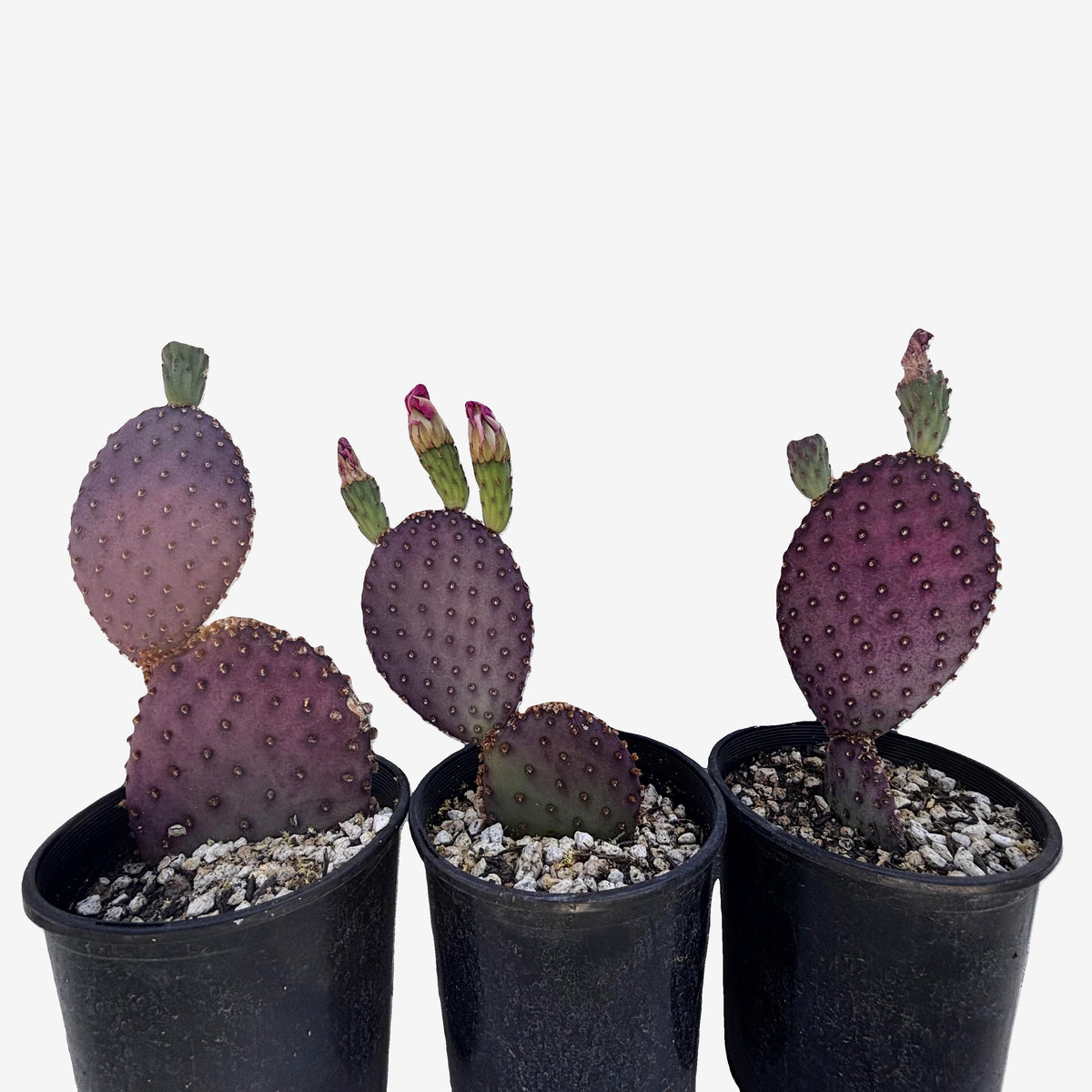 Beaver-rita Prickly pear