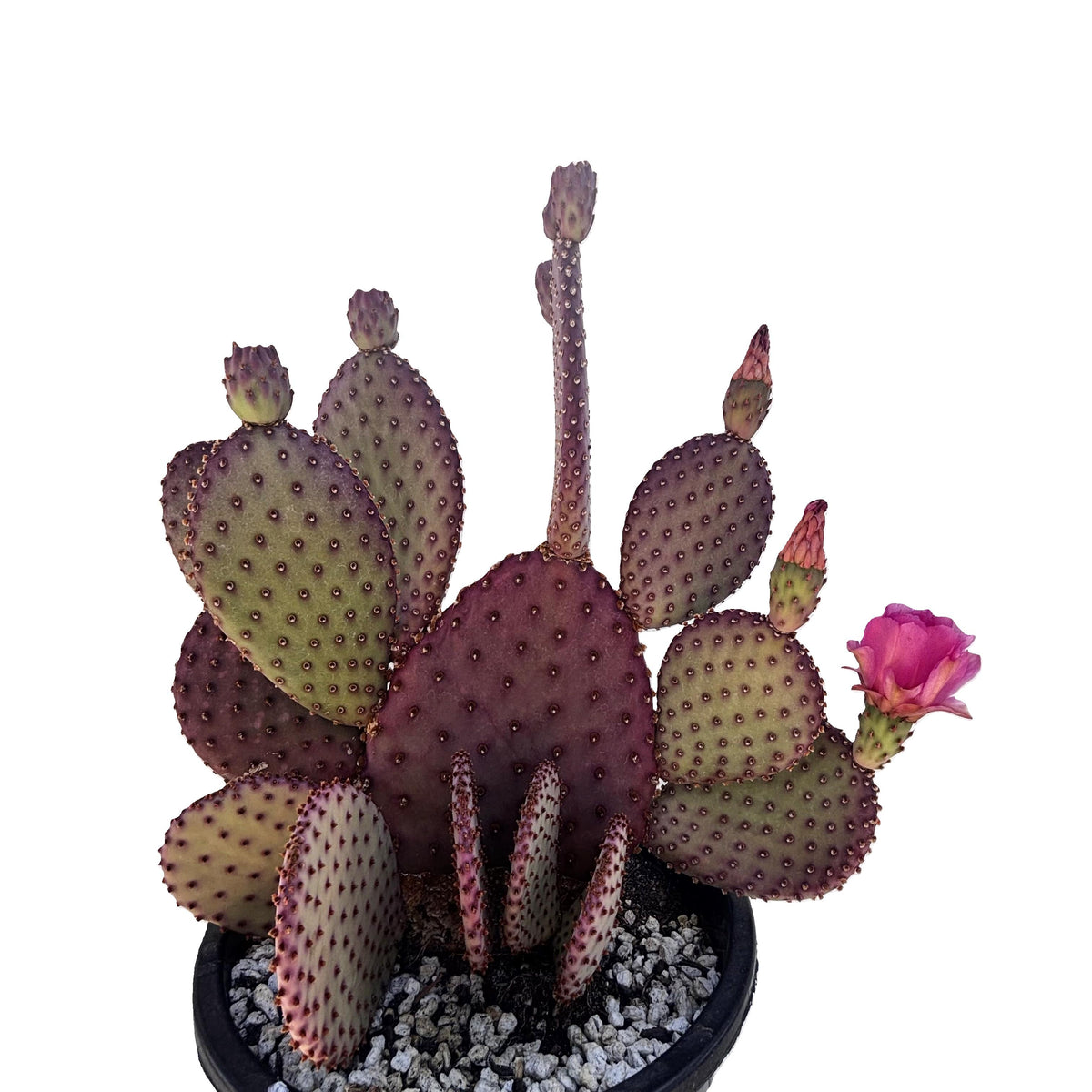 Beaver-rita Prickly pear