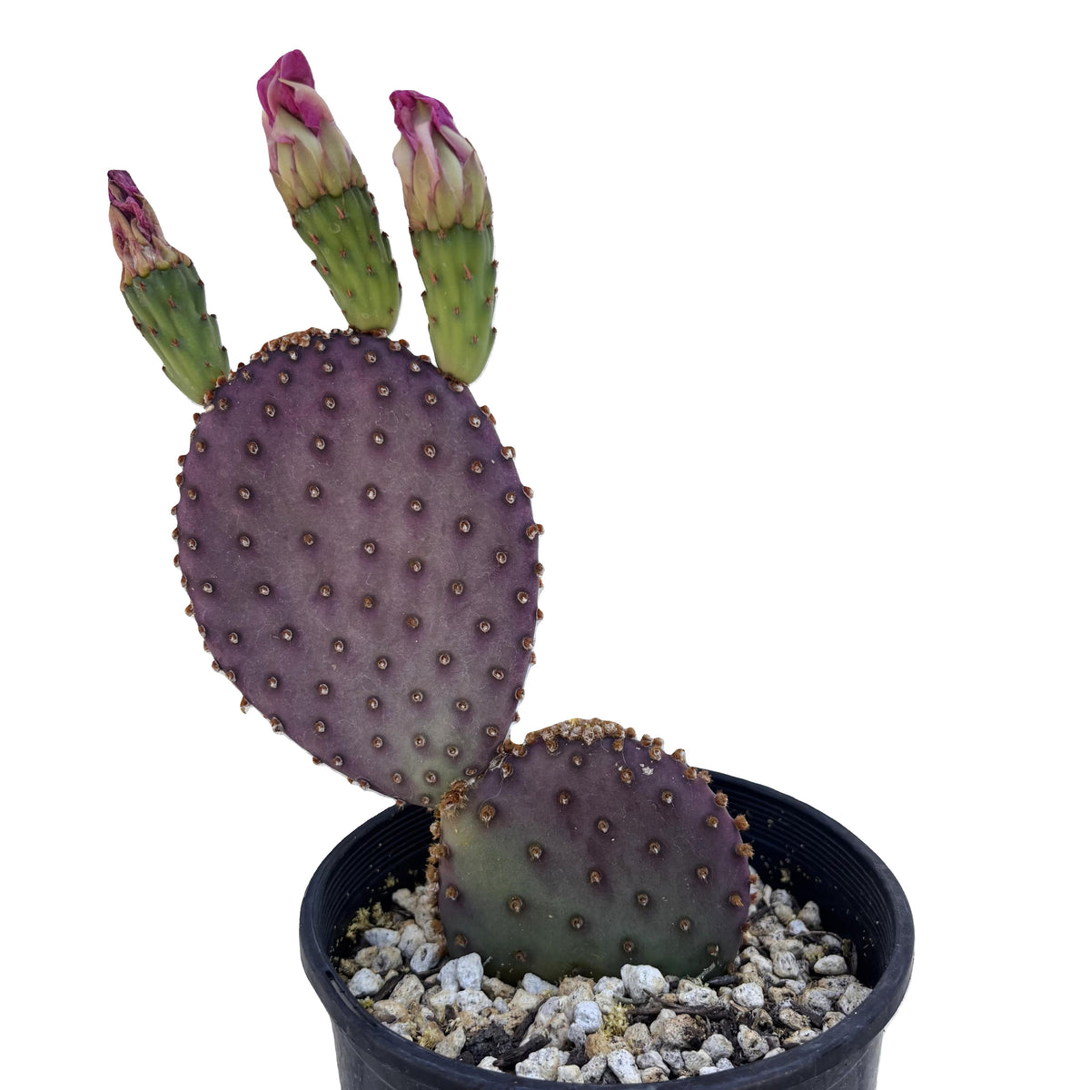 Beaver-rita Prickly pear
