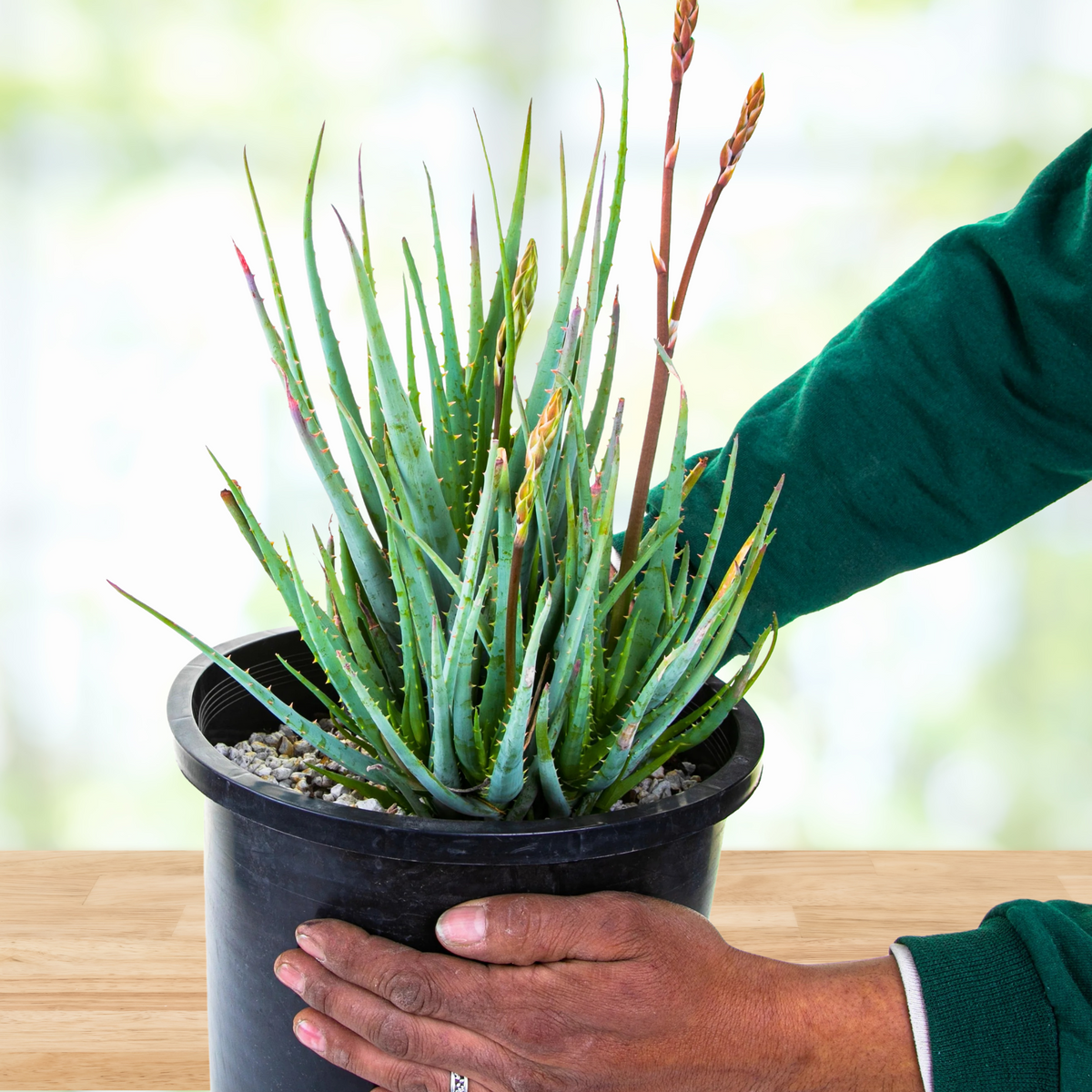 Person holding a Blooming Large Live Aloe &quot;Blue Elf&quot;  Succulent Plant in a 5gal Cactus Nursery Pot on a wooden table