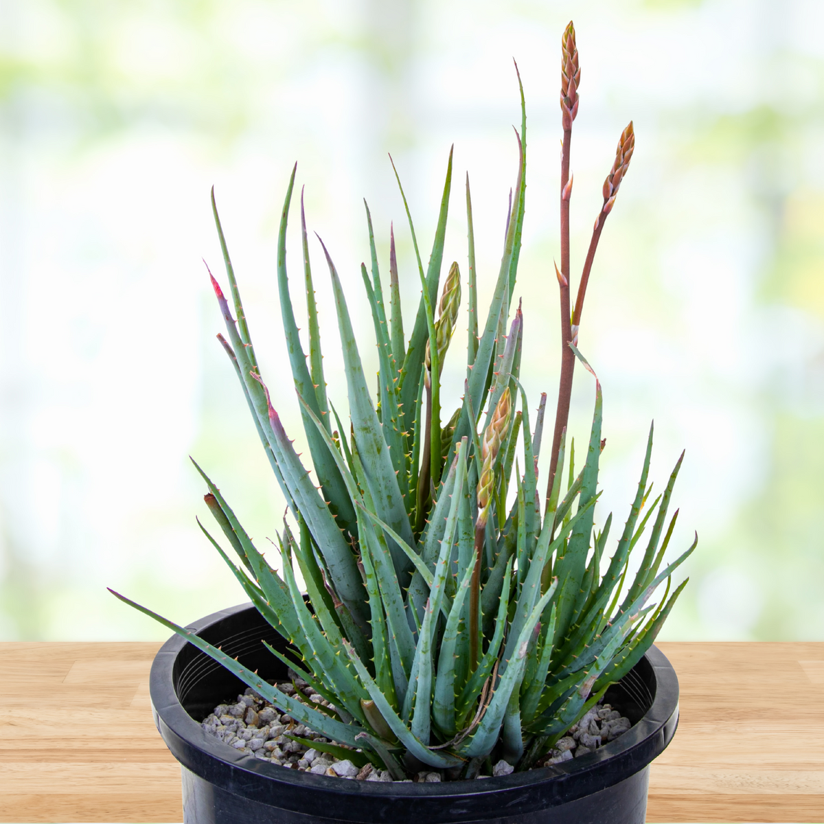 Blooming Large Live Aloe &quot;Blue Elf&quot;  Succulent Plant in a 5gal Cactus Nursery Pot on a wooden table