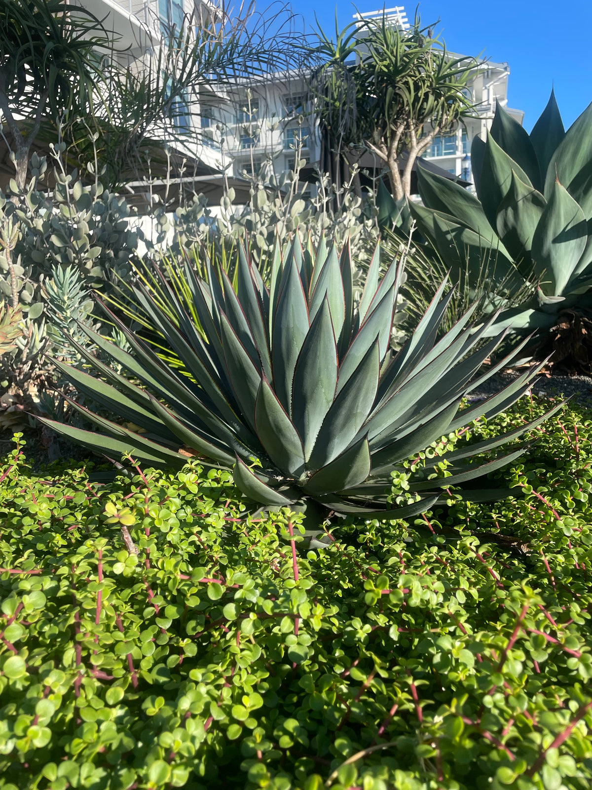Agave &quot;Blue Glow&quot; Century Plant Succulent in Xeriscape Landscape