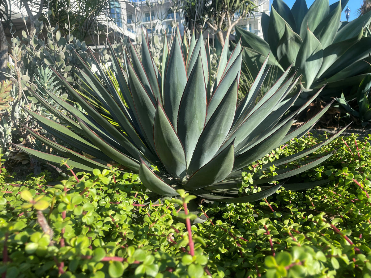 Agave &quot;Blue Glow&quot; Century Plant Succulent in Xeriscape Landscape