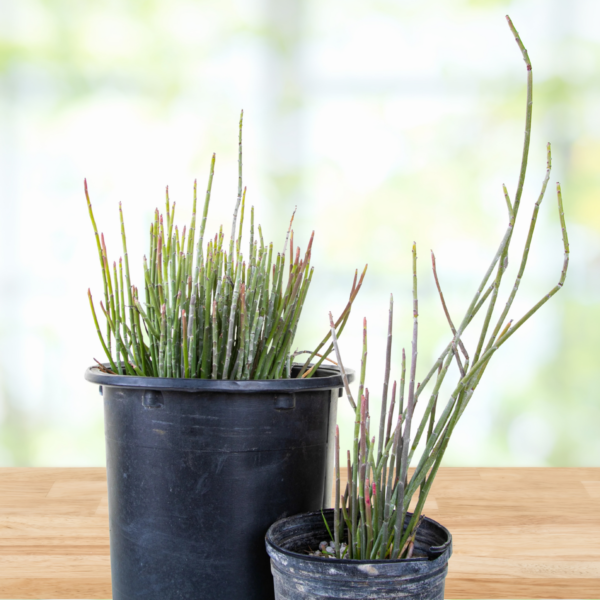 Candelilla