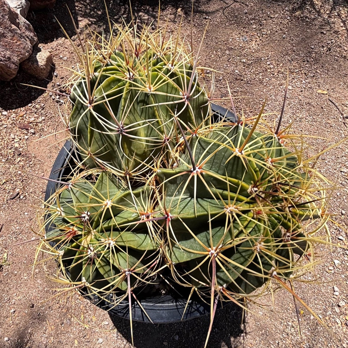 Candy Barrel Cactus cluster for sale online, Ferocactus