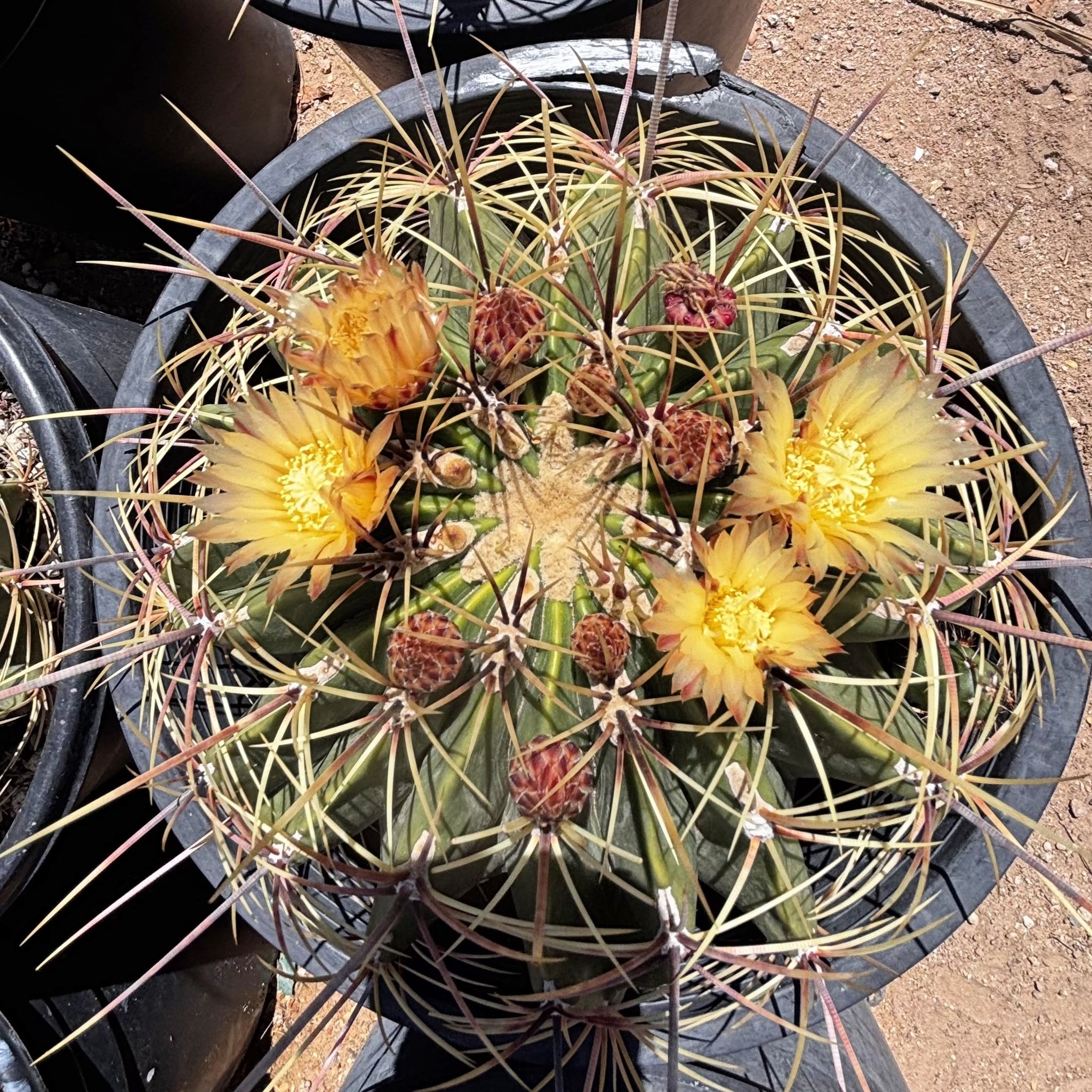 edible candy succulents Candy Barrel Cactus