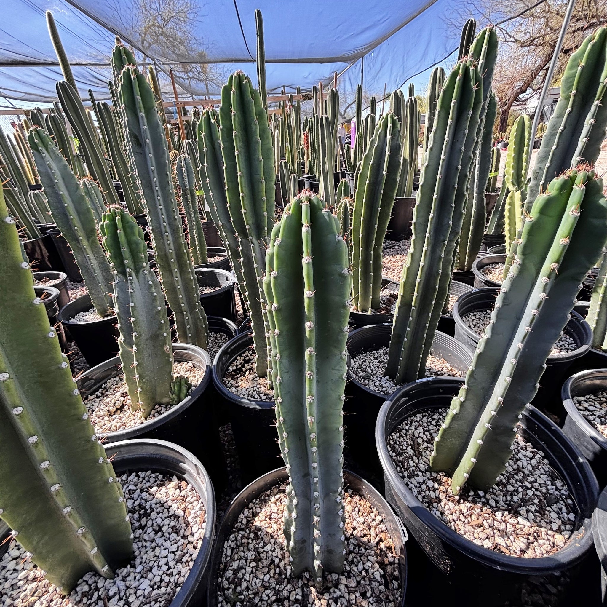 peruvian succulents Peruvian Apple Cactus