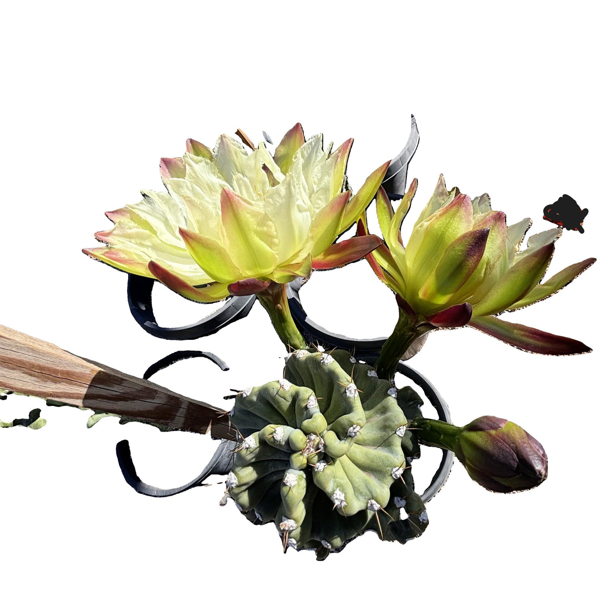 Cereus spiralis twist flower