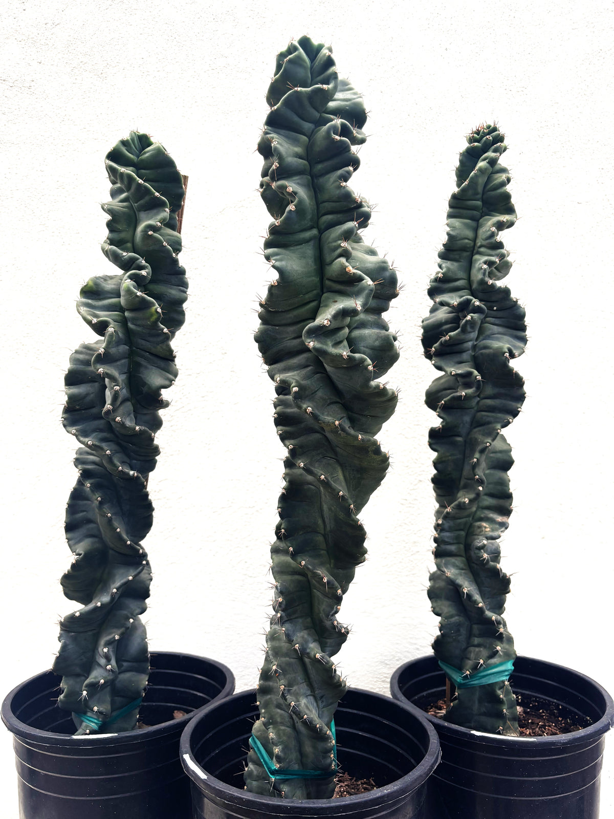 Three Cereus forbessi Twisted Cereus Cactus in a nursery pot