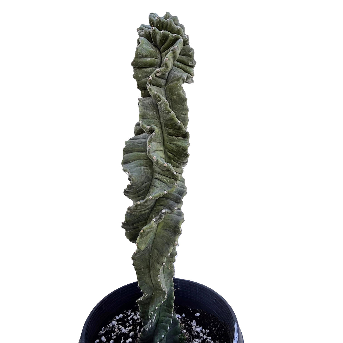 Cereus forbessi Twisted Cereus Cactus in a nursery pot