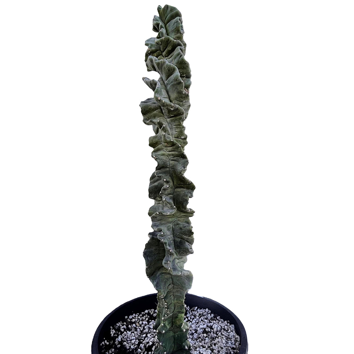 Cereus forbessi Twisted Cereus Cactus in a nursery pot