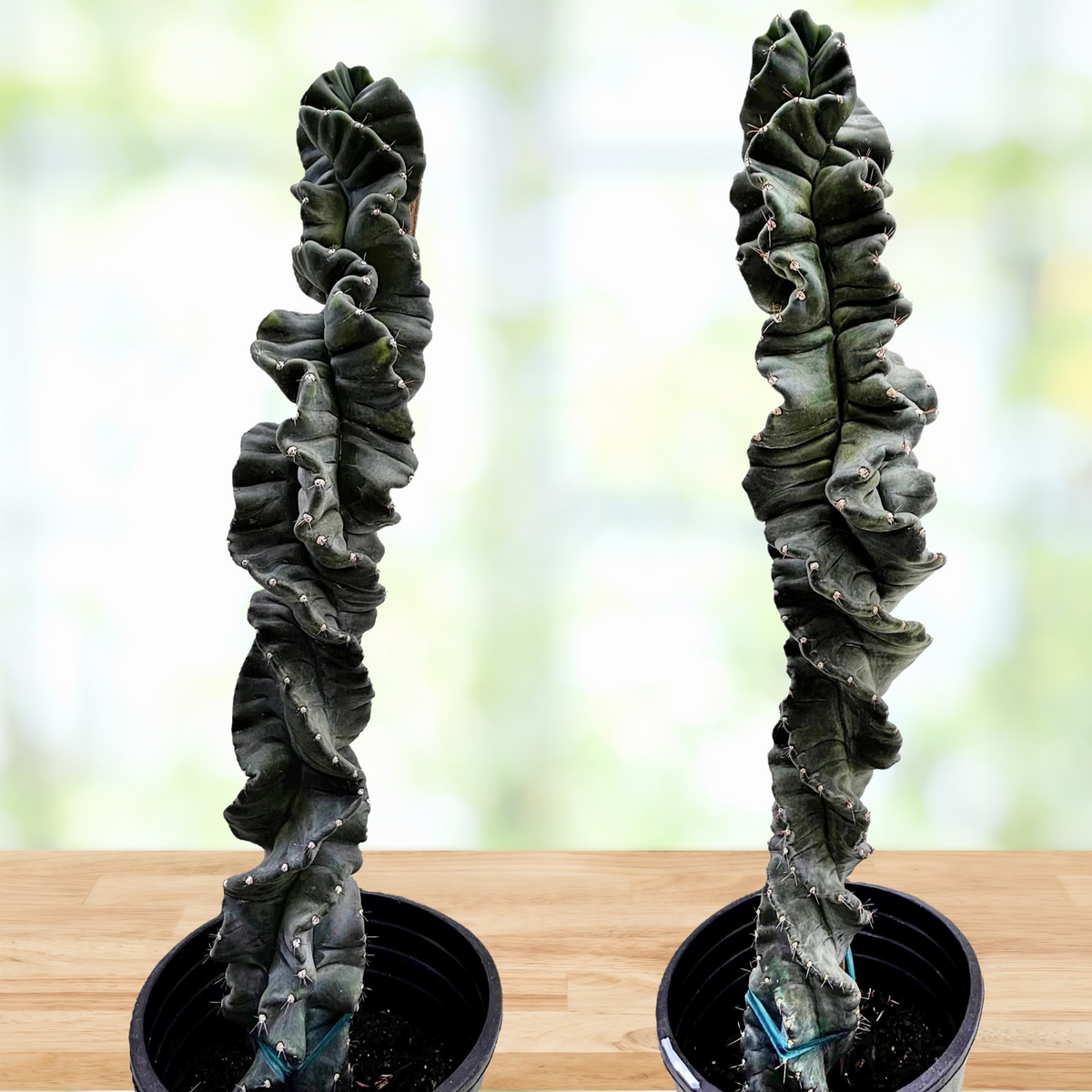 Two twisted Cereus cactus plants in black pots on a wooden surface with a blurred green background.
