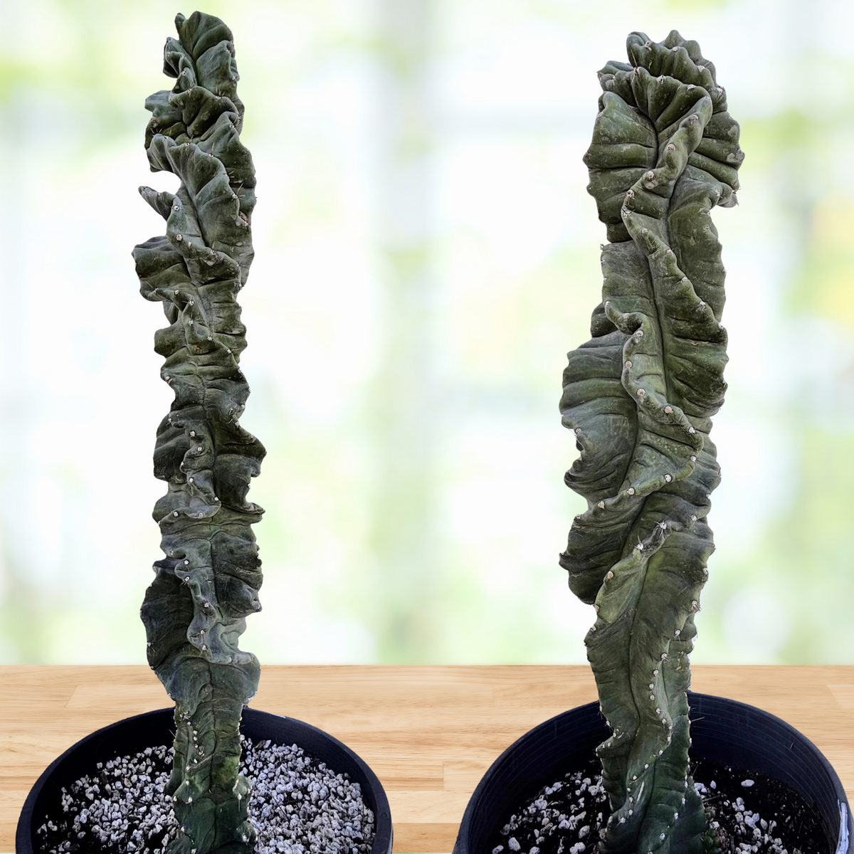 Two potted Cereus twist cactus plants on a wooden surface with a blurred natural background.
