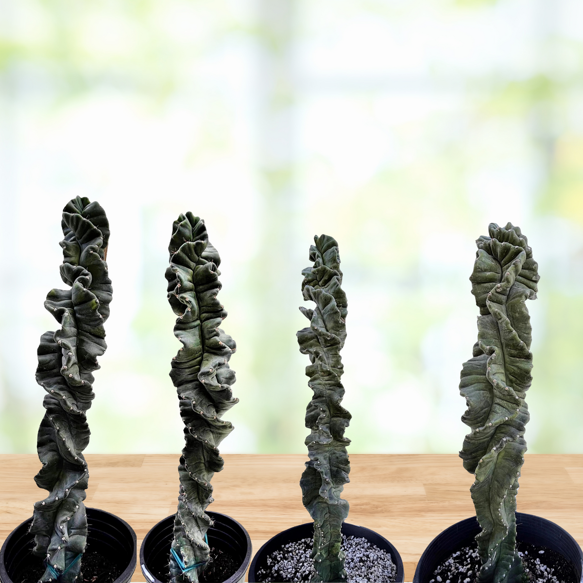 Four twisted Cereus cactus plants in black pots on a wooden surface with a blurred green background