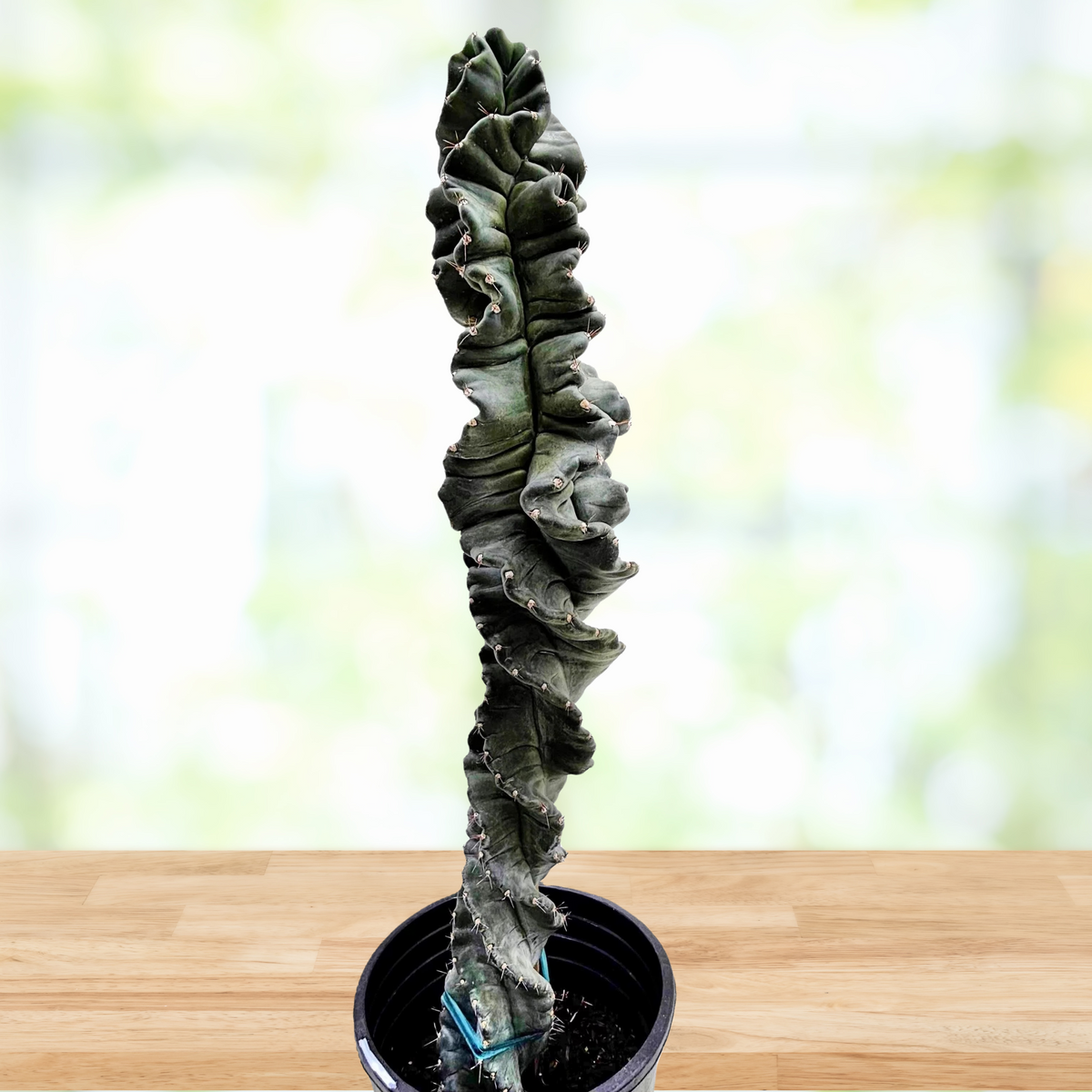 Twisted cereus cactus plant in a pot on a wooden surface with a blurred natural background