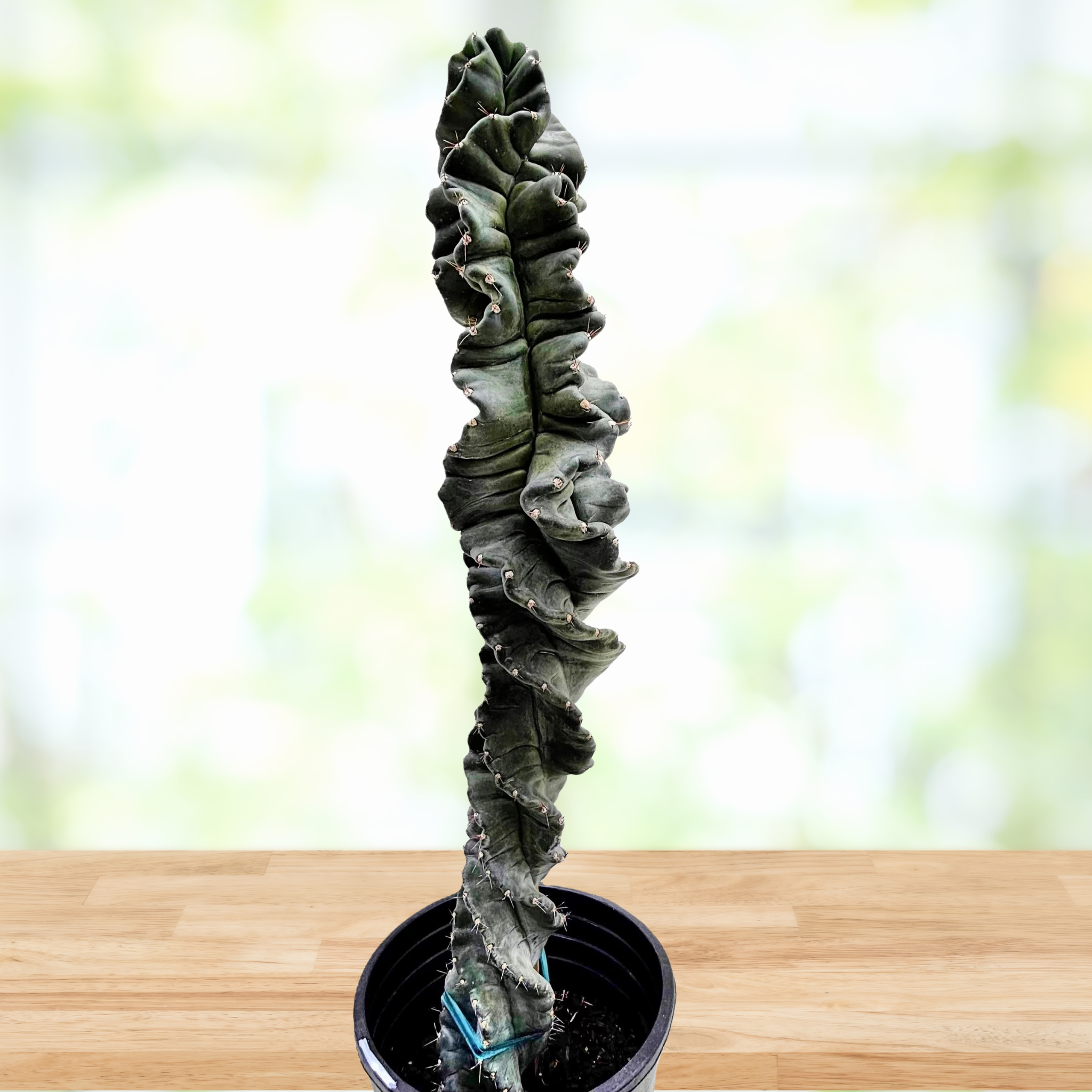 twisty succulent Spiral Cactus (Cereus forbesii 'Spiralis') for Sale | Tall Indoor & Outdoor Cactus