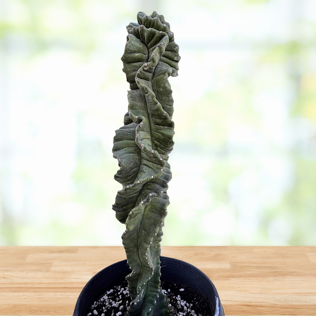 Twisted cereus cactus plant in a pot on a wooden surface with a blurred natural background