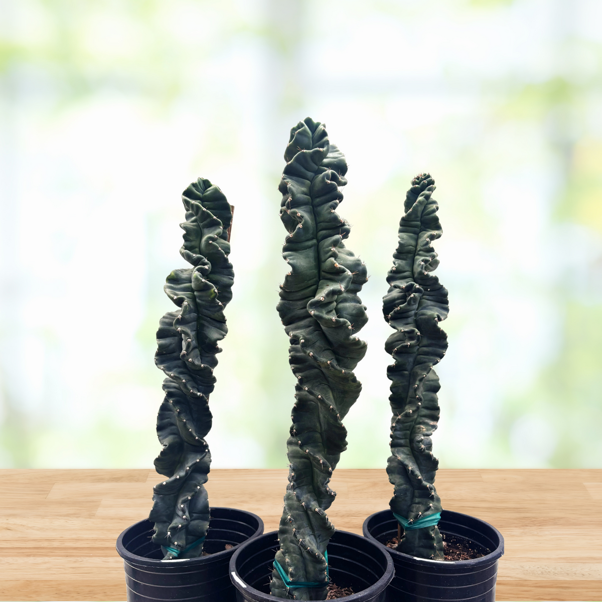 Three Cereus twist cacti in black pots on a wooden surface with a blurred natural background