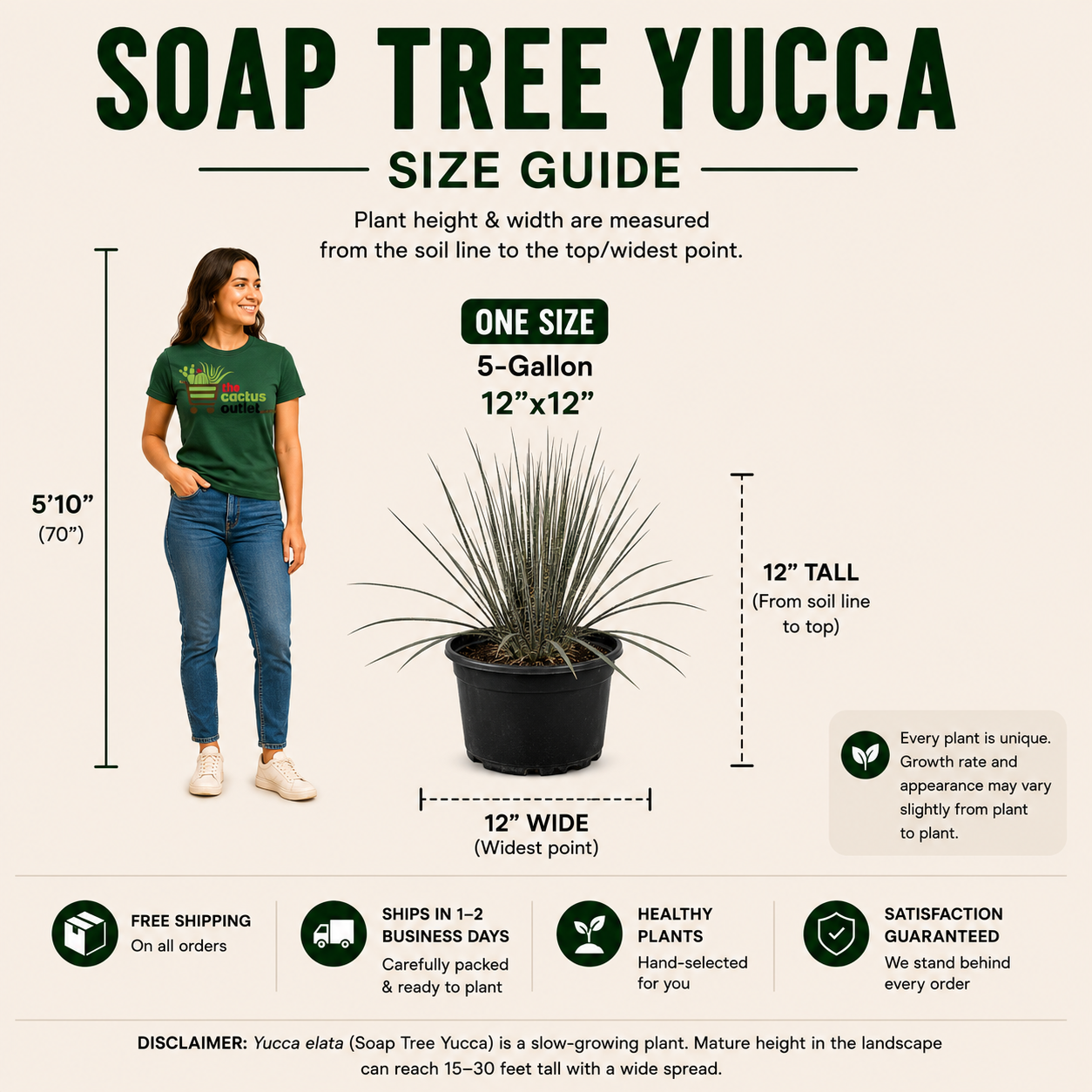 Soap Tree Yucca For Sale | Yucca elata - The Cactus Outlet