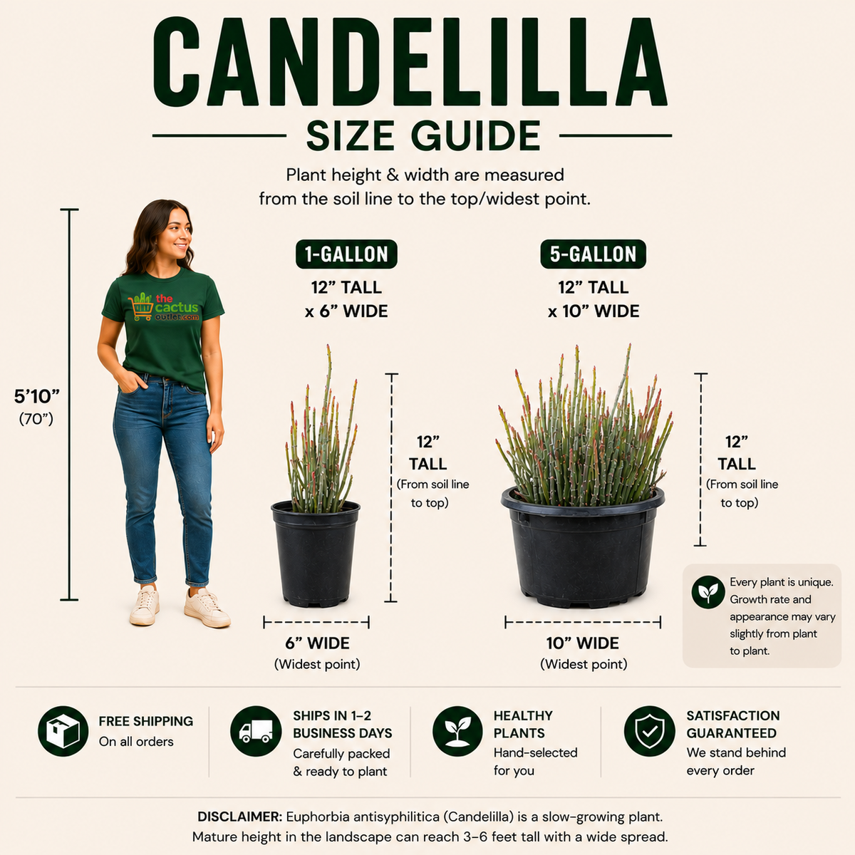 Candelilla live plant, alternate product view 5