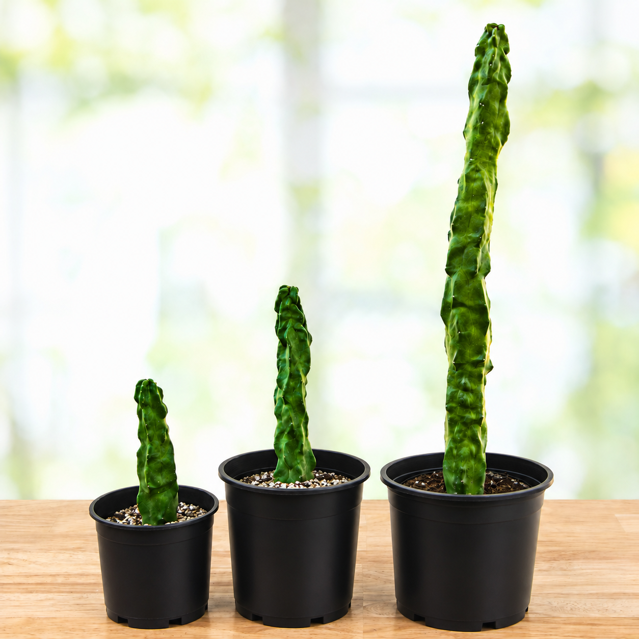 Bring Home the Best Looking Cacti and Succulents Available