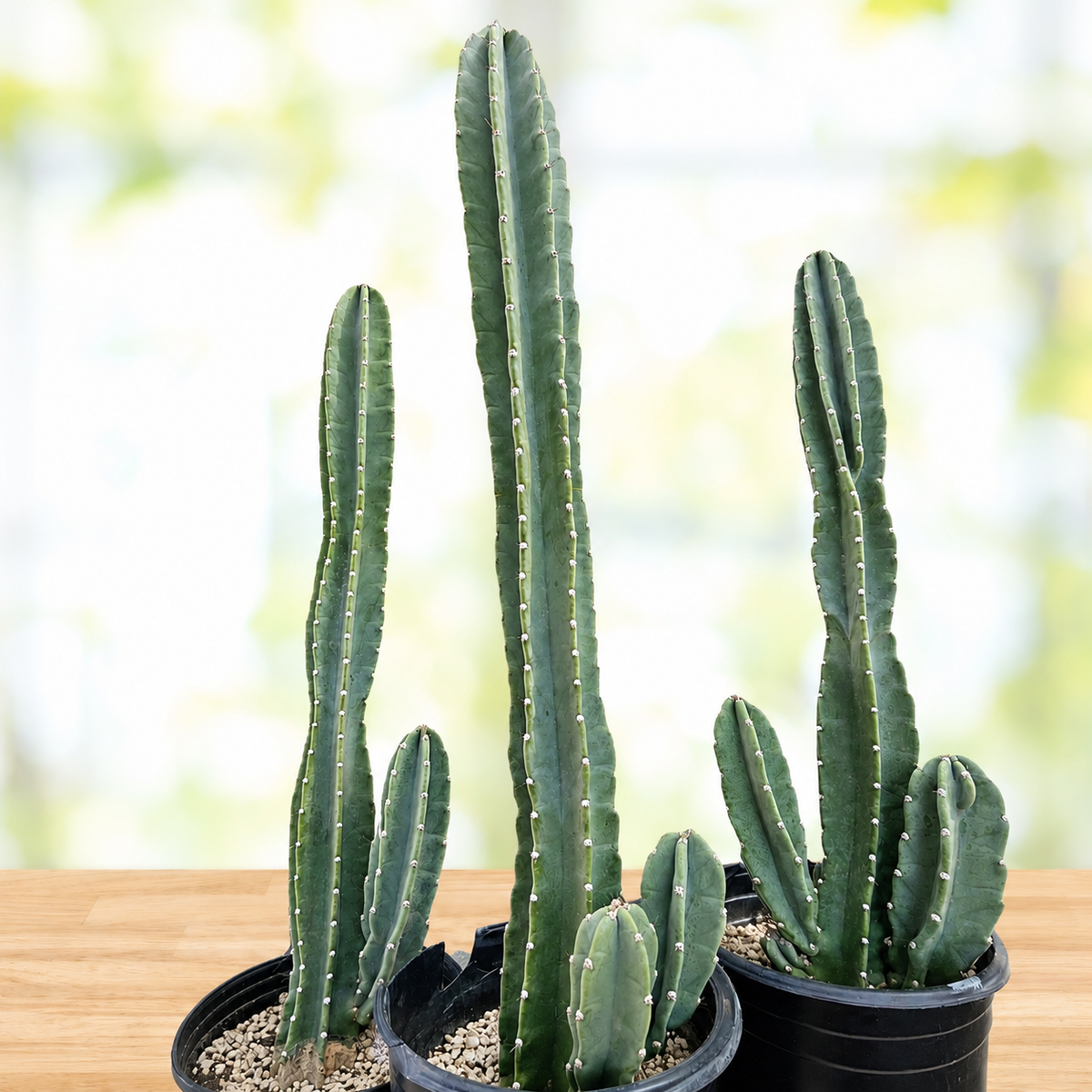 Three tall green cactus plants in black plastic pots, displayed on a light wooden surface with a soft, blurred green and white background.