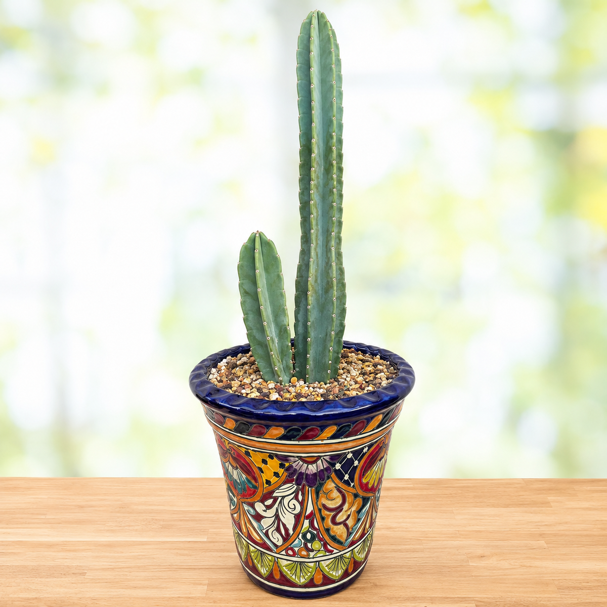 Peruvian Apple Cactus