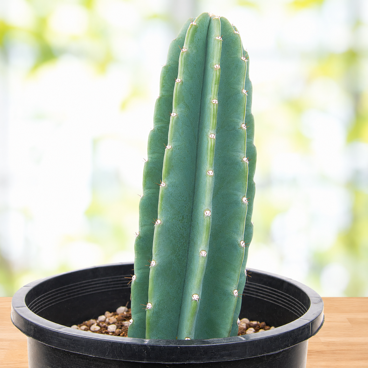 Peruvian Apple Cactus