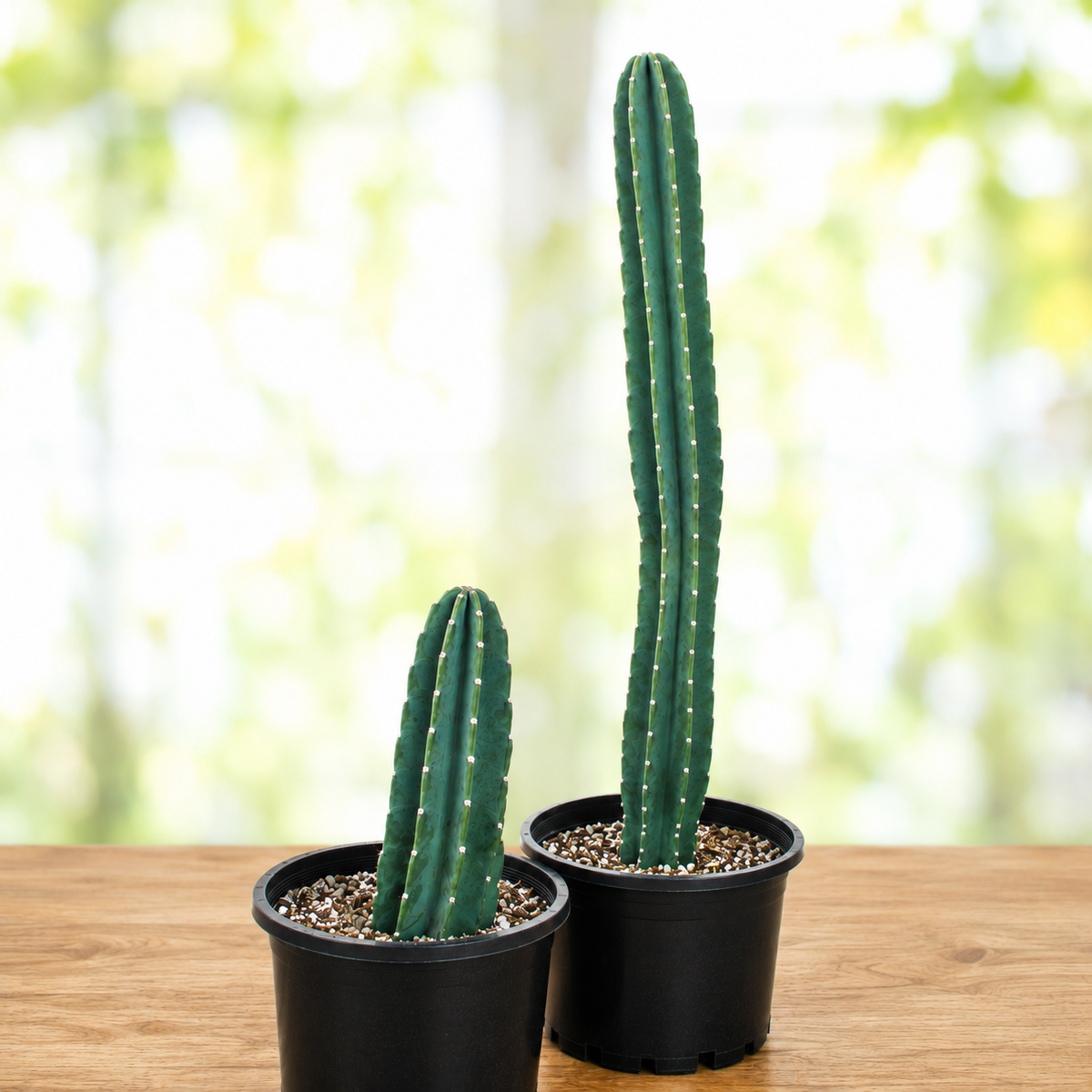 Peruvian Apple Cactus