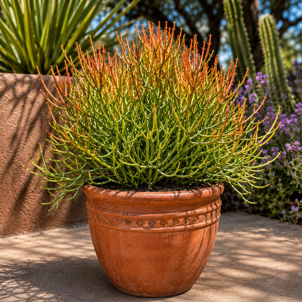 Euphorbia tirucalli 'Firesticks' live plant, alternate product view 9