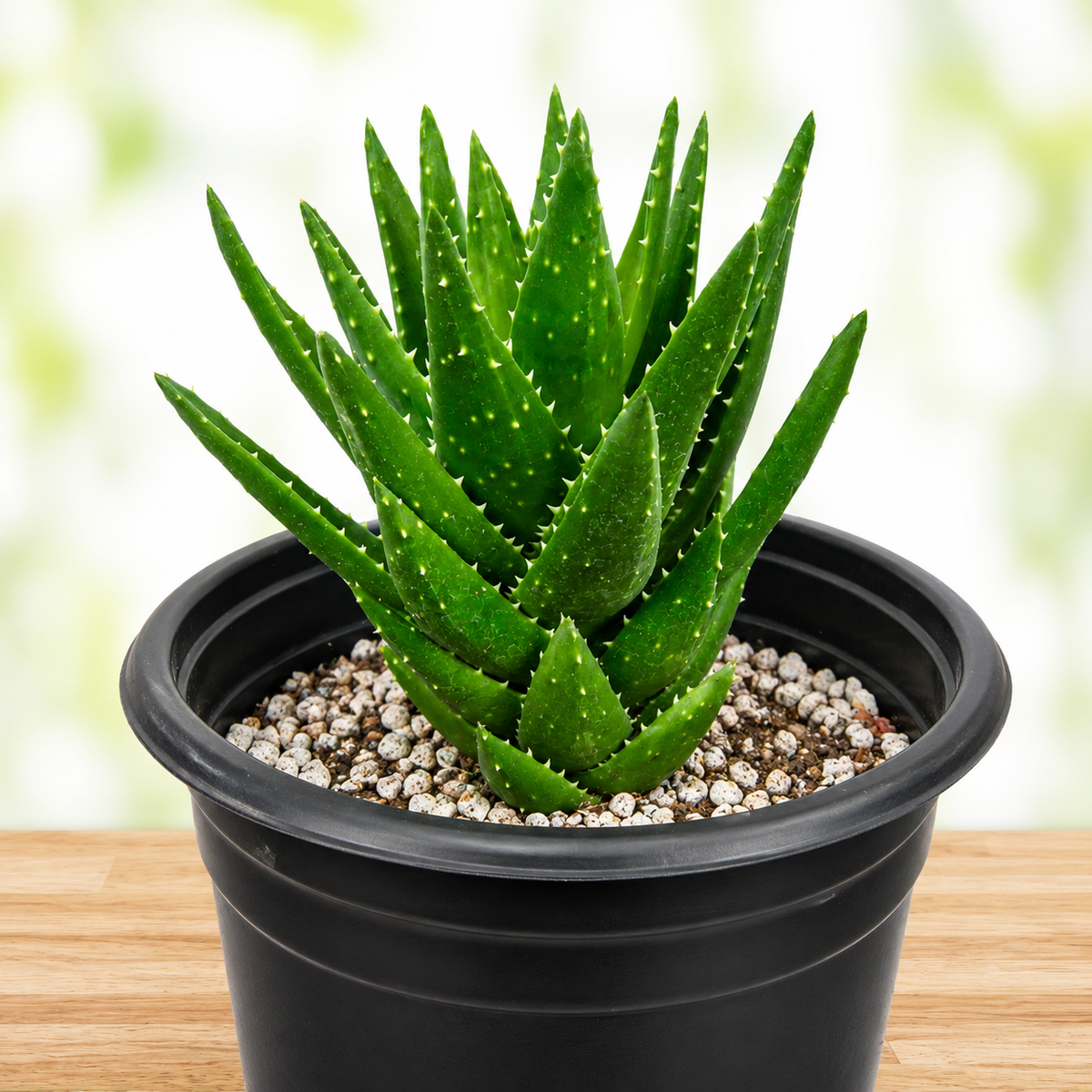 Aloe Nobilis