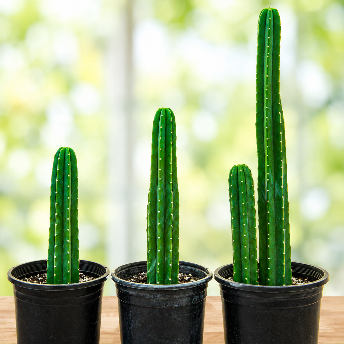 San Pedro Cactus (Trichocereus pachanoi) live plant, alternate product view 1