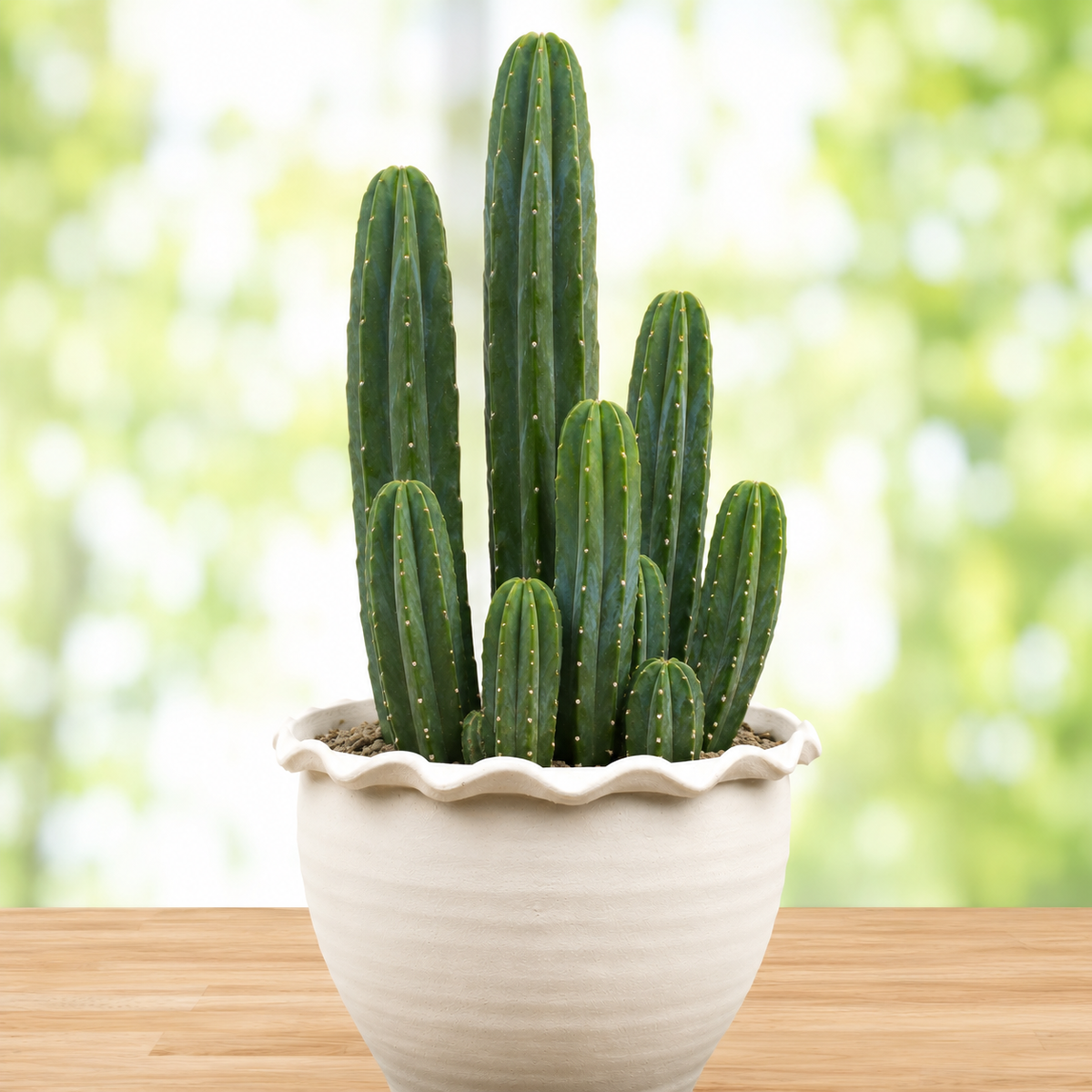 San Pedro Cactus (Trichocereus pachanoi) live plant, alternate product view 6