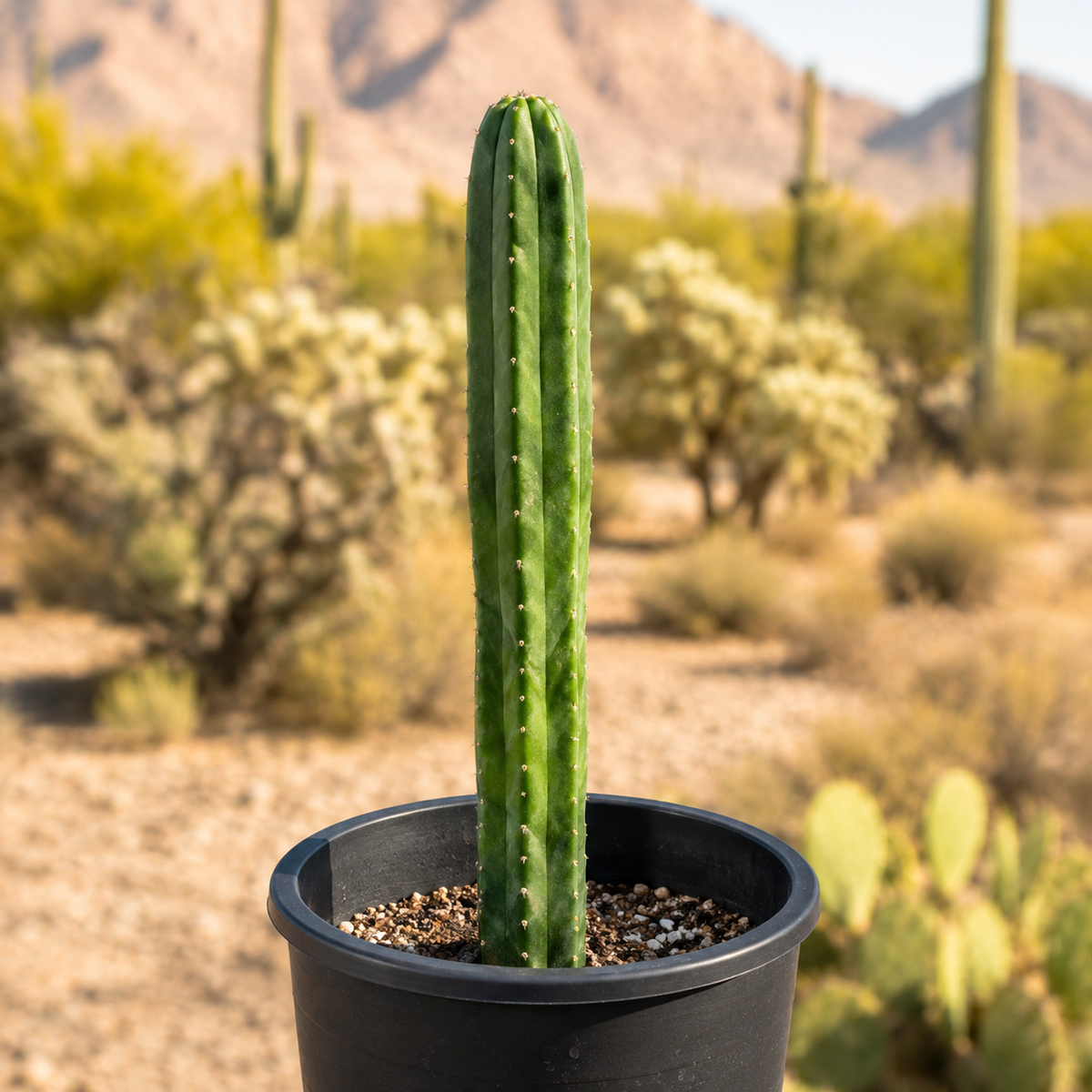 A tall green column cactus in a black plastic nursery pot, set against a blurred desert landscape with saguaro cacti and mountains.