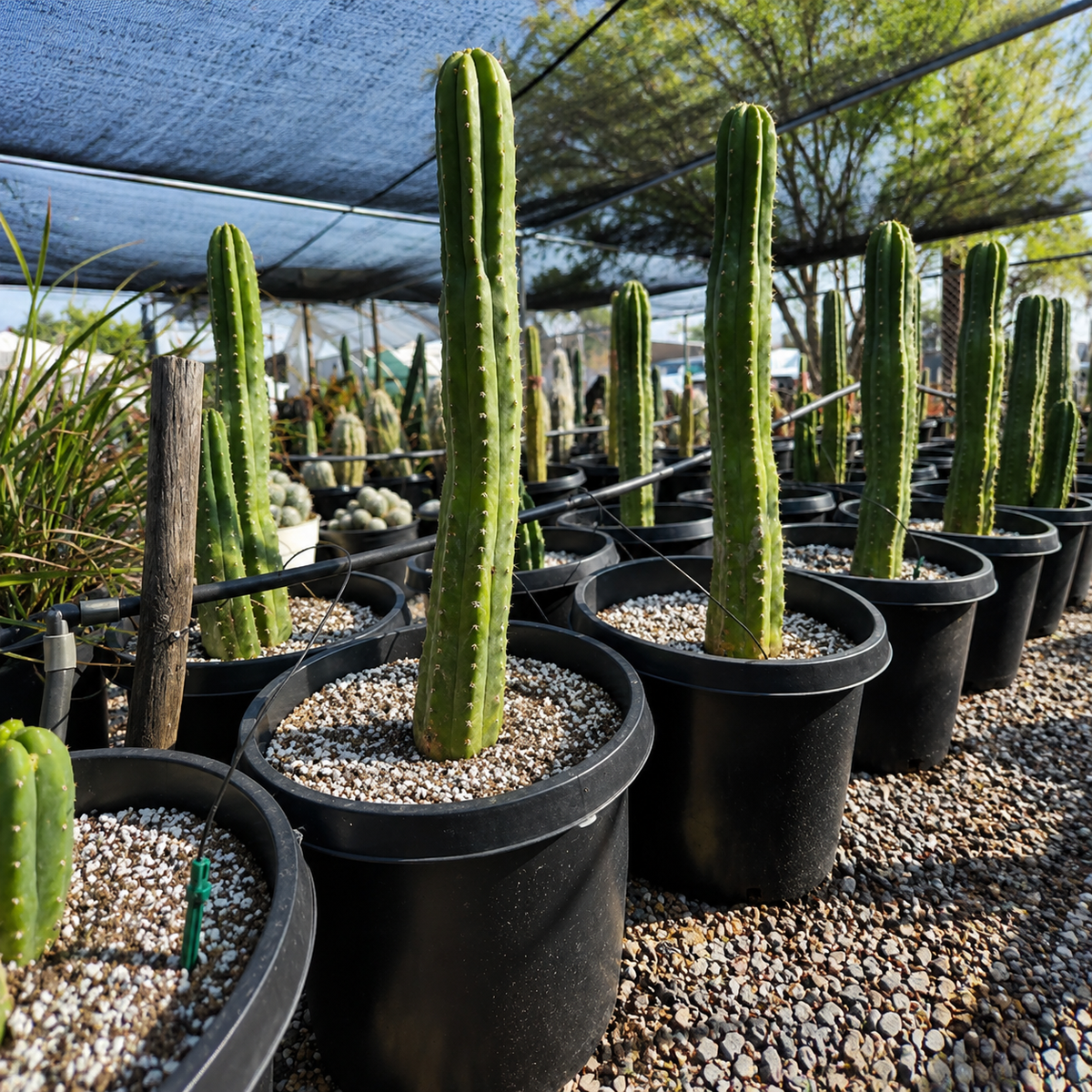 San Pedro Cactus (Trichocereus pachanoi) live plant, alternate product view 9