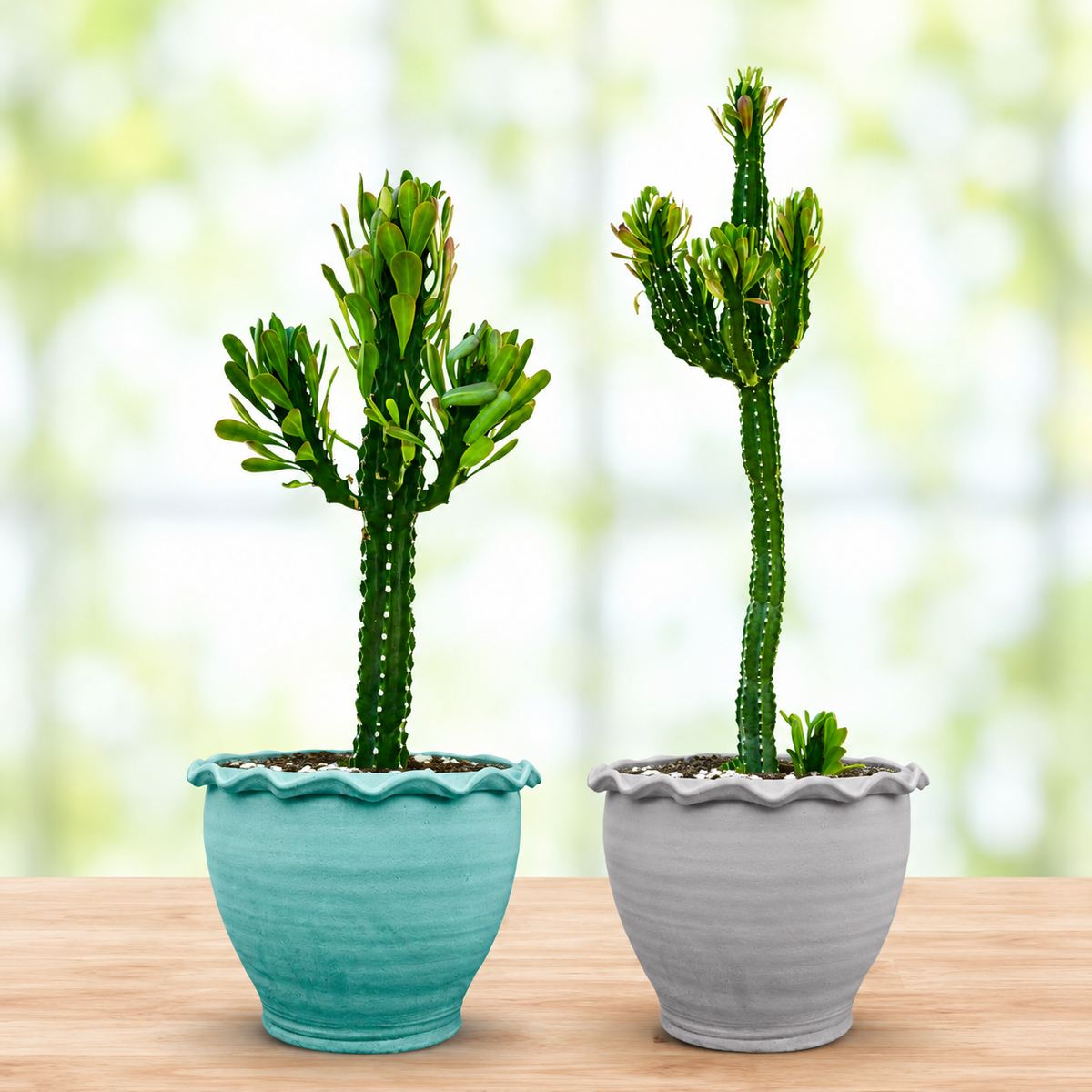 Euphorbia Royaleana
