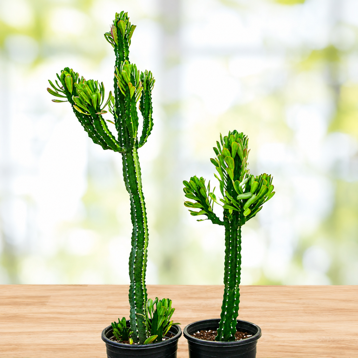 Euphorbia Royaleana