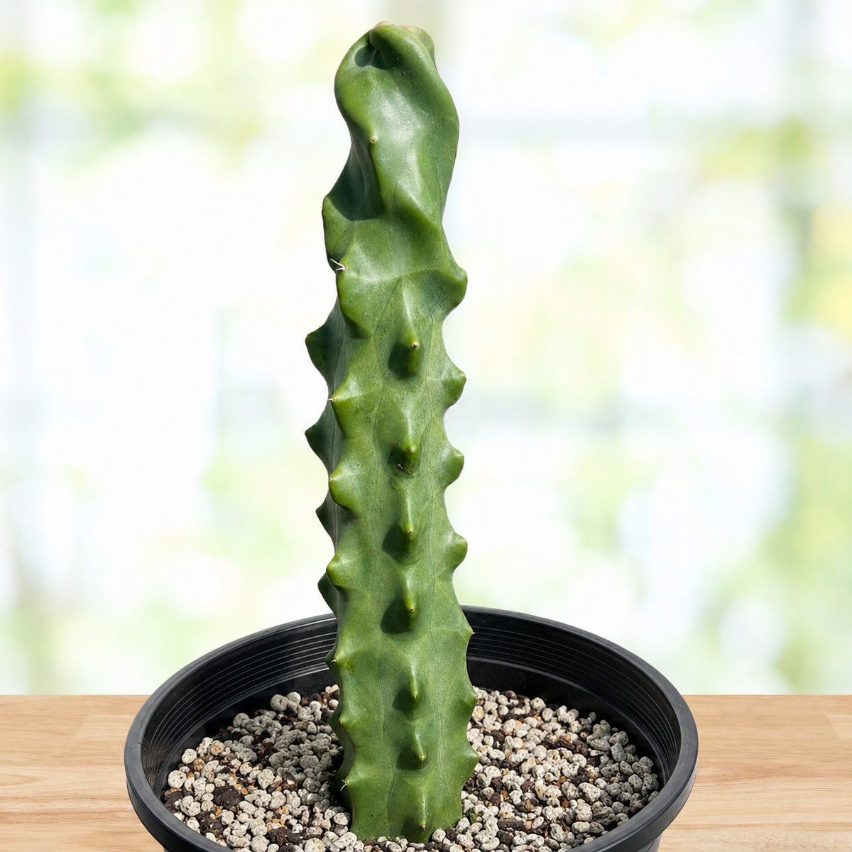 Spiral Totem Pole Cactus live plant, alternate product view 11