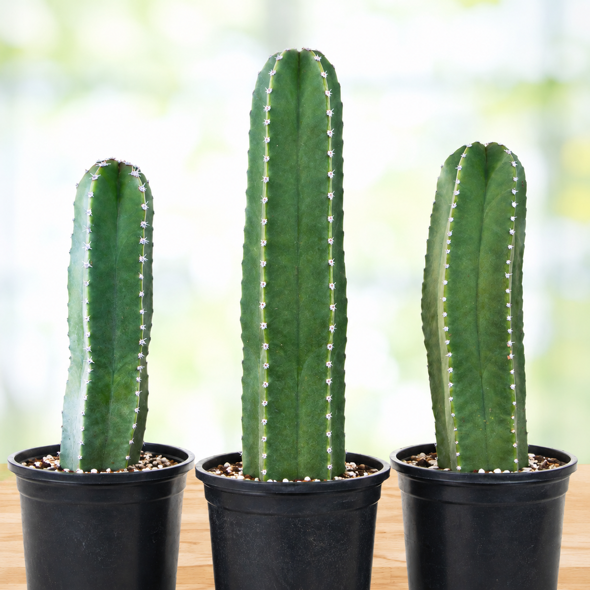 Senita Cactus live plant, alternate product view 1