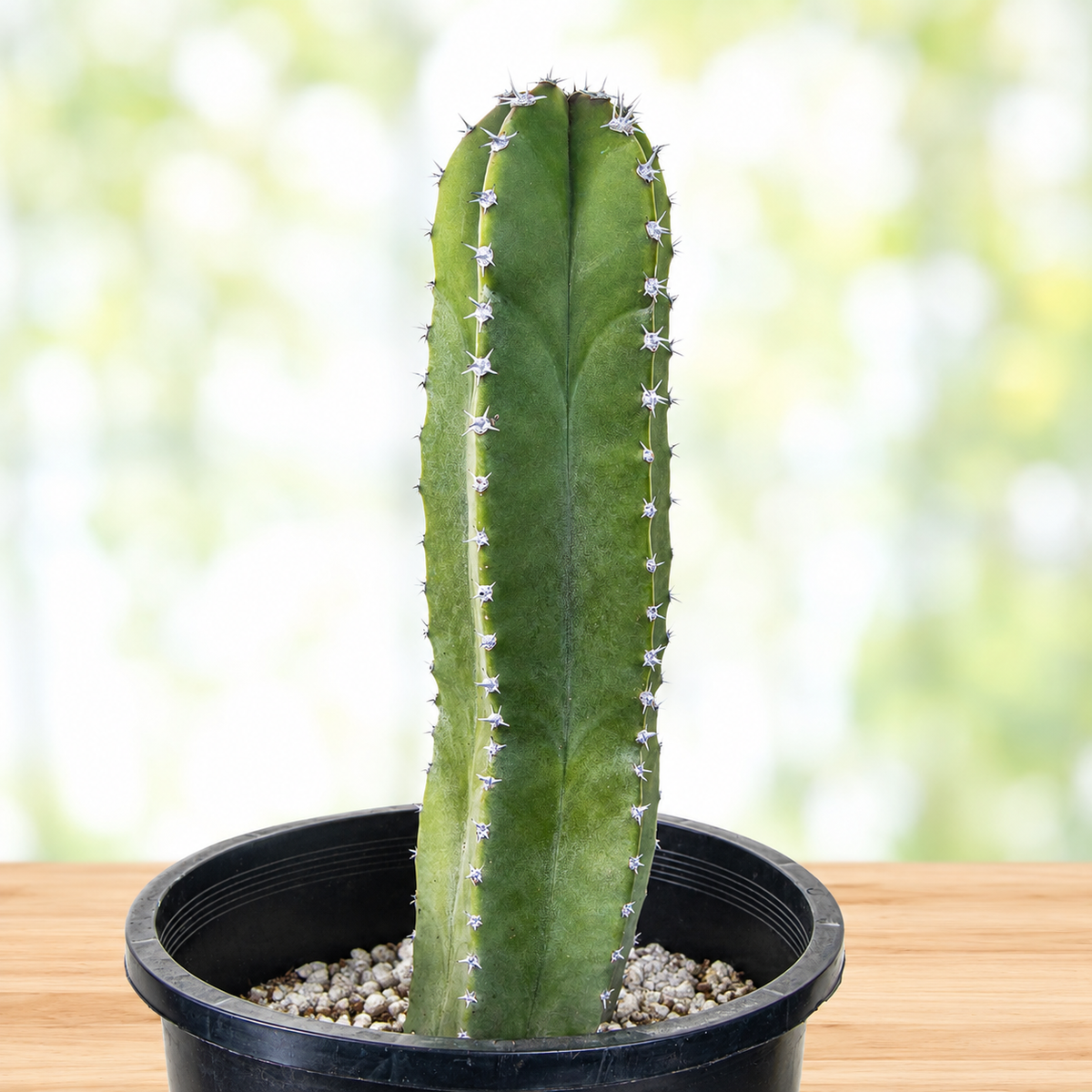 A tall green column cactus with white spines, potted in a black plastic nursery pot filled with small white gravel, sitting on a light wooden surface with a soft, blurred green and white background.