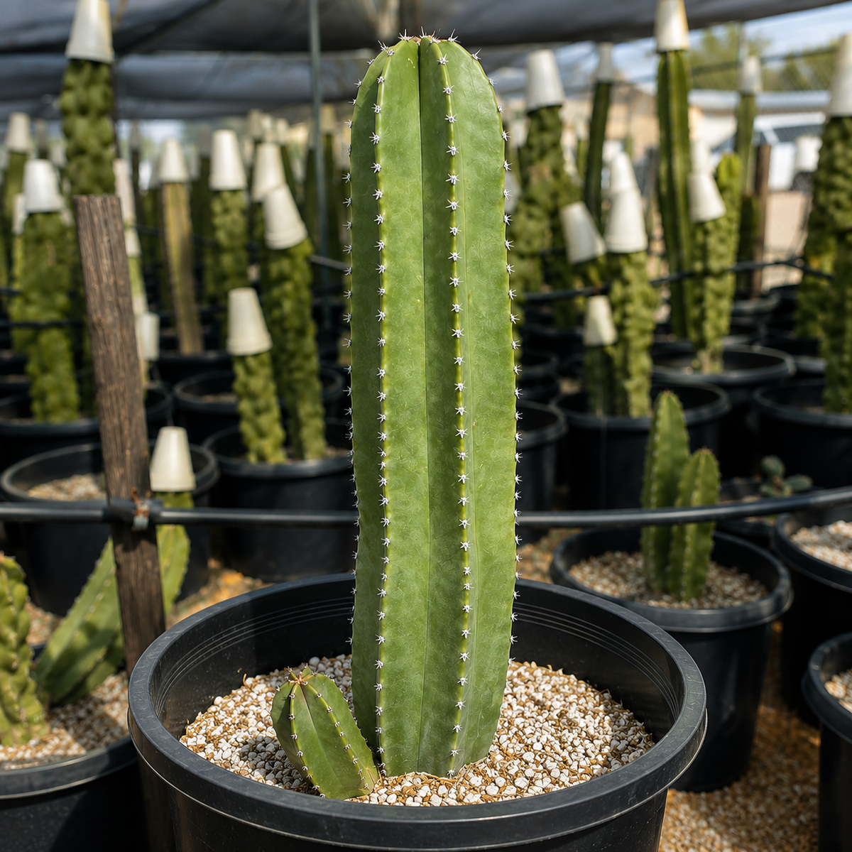 Senita Cactus live plant, alternate product view 7