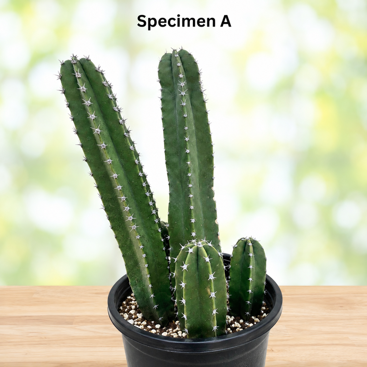 Senita Cactus live plant, alternate product view 8